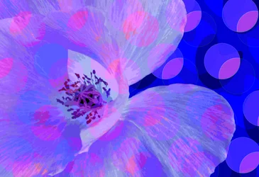 Coquelicot